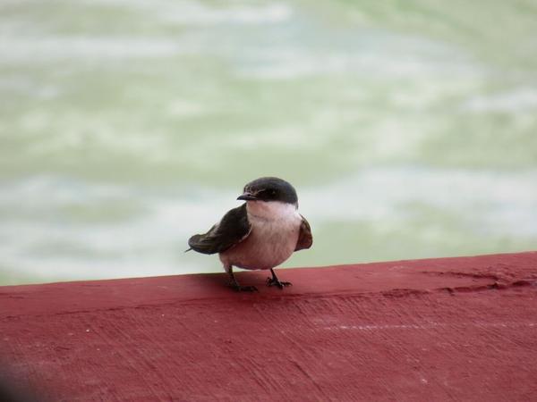 articles/bacalar-mahahual/bacalar/IMG_1892.jpg