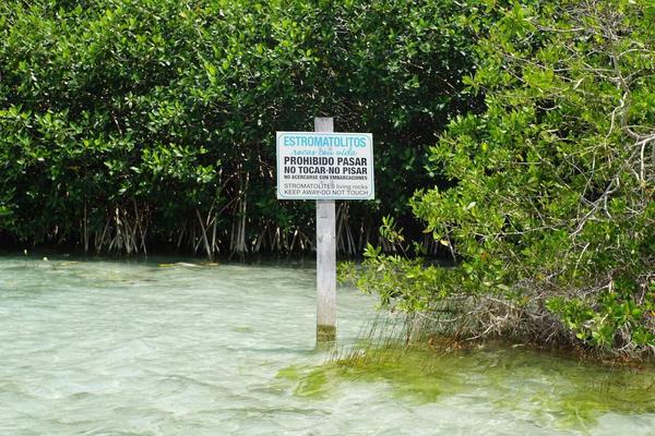 articles/bacalar-mahahual/stromatolites/DSC06480.jpg
