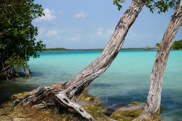 articles/bacalar-mahahual/stromatolites/DSC06489.jpg