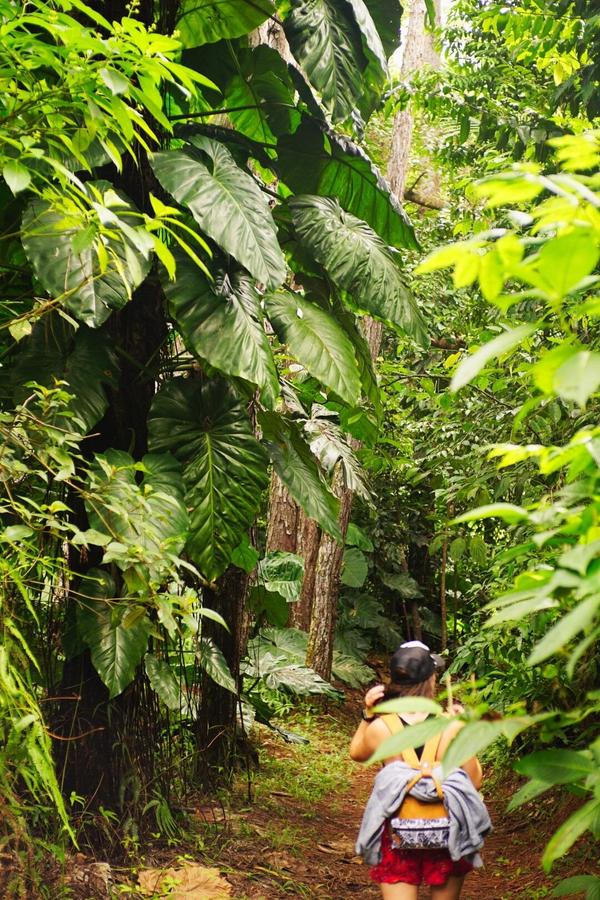 articles/bienvenue-au-paradis-guadeloupeen/MaisonDeLaForet/DSC02088.jpg