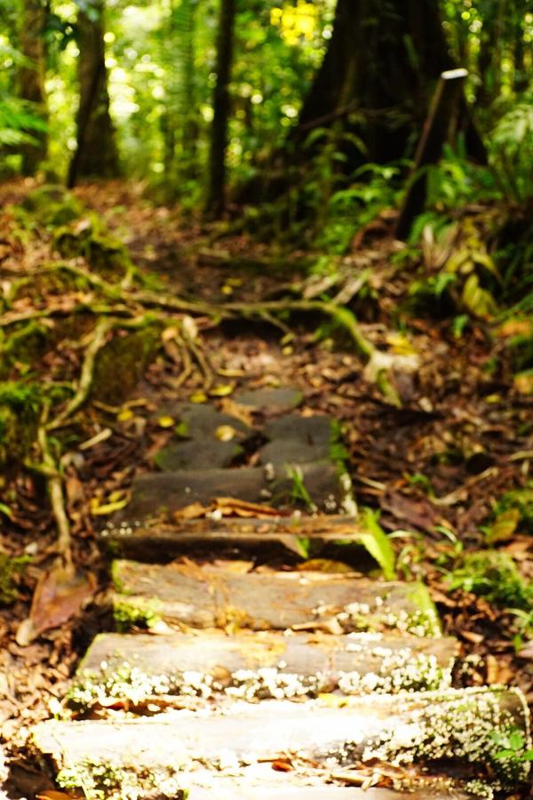 articles/bienvenue-au-paradis-guadeloupeen/MaisonDeLaForet/DSC02097.jpg