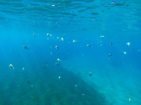 articles/bienvenue-au-paradis-guadeloupeen/PlagePetiteAnse/YDXJ0087.jpg