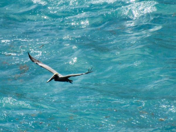 articles/bienvenue-au-paradis-guadeloupeen/PointeDesChateaux/IMG_7062.jpg