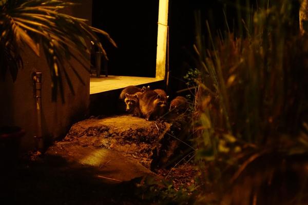 articles/bienvenue-au-paradis-guadeloupeen/Racoons/DSC01916.jpg