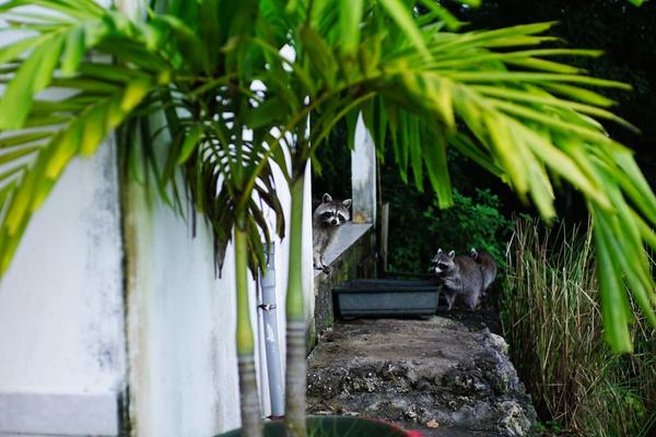 articles/bienvenue-au-paradis-guadeloupeen/Racoons/DSC02003.jpg