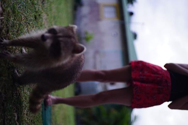 articles/bienvenue-au-paradis-guadeloupeen/Racoons/DSC02022.jpg