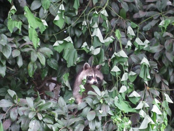 articles/bienvenue-au-paradis-guadeloupeen/Racoons/IMG_7093.jpg
