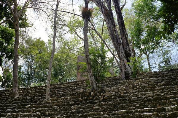 articles/calakmul/calakmul/DSC06441.jpg
