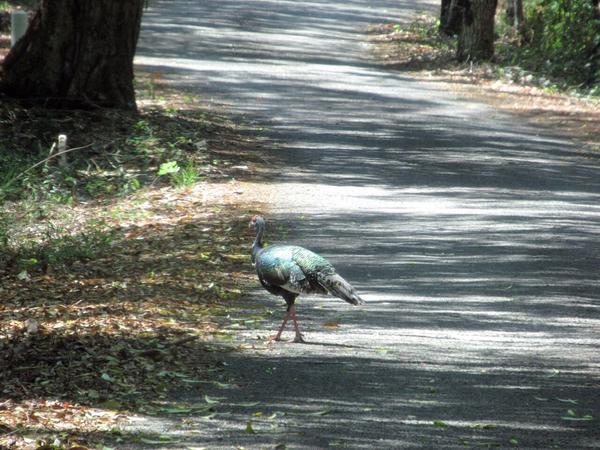 articles/calakmul/calakmul/IMG_1791.jpg