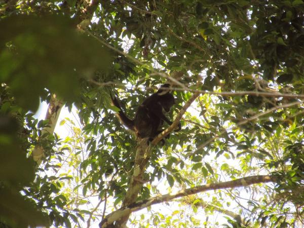 articles/calakmul/calakmul/IMG_1861.jpg