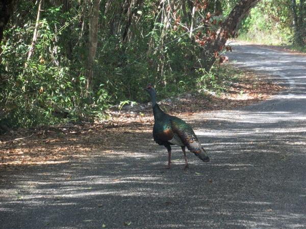 articles/calakmul/calakmul/IMG_1870.jpg