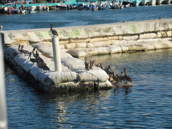 articles/cancun-holbox/holbox/IMG_1405.jpg