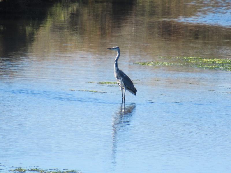 articles/descente-sud-algarve/RiaFormosa/IMG_6451.jpg