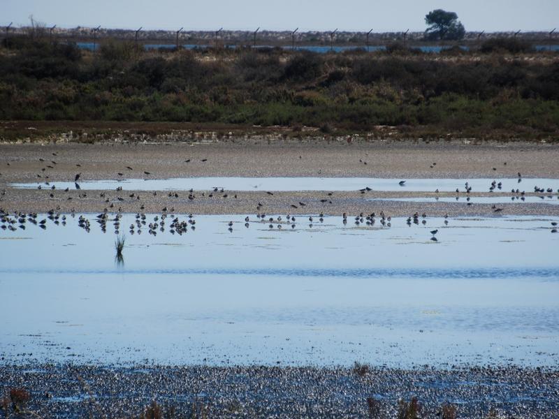 articles/descente-sud-algarve/RiaFormosa/IMG_6468.jpg