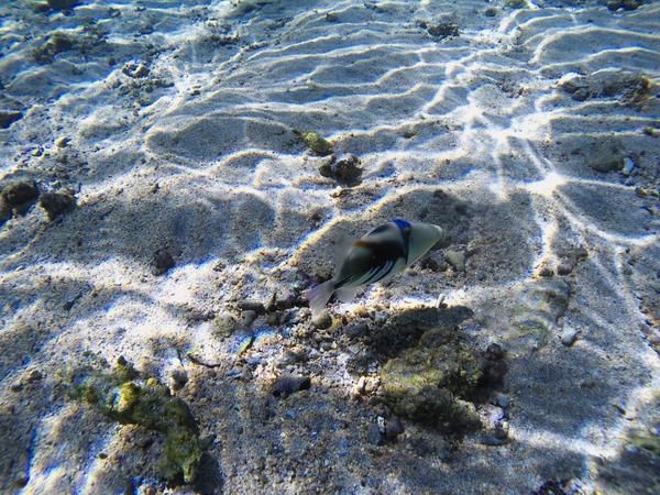 articles/deuxieme-semaine-a-la-reunion/YDXJ0168.jpg