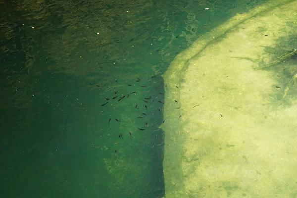 articles/ekbalam-cenote-suytun-chichen-itza-valladolid/cenote-suytun/DSC06199.jpg
