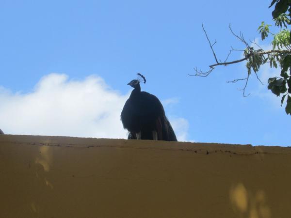 articles/ekbalam-cenote-suytun-chichen-itza-valladolid/cenote-suytun/IMG_1544.jpg