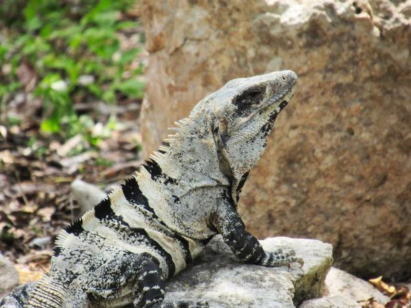 articles/ekbalam-cenote-suytun-chichen-itza-valladolid/chichen-itza/IMG_1592.jpg