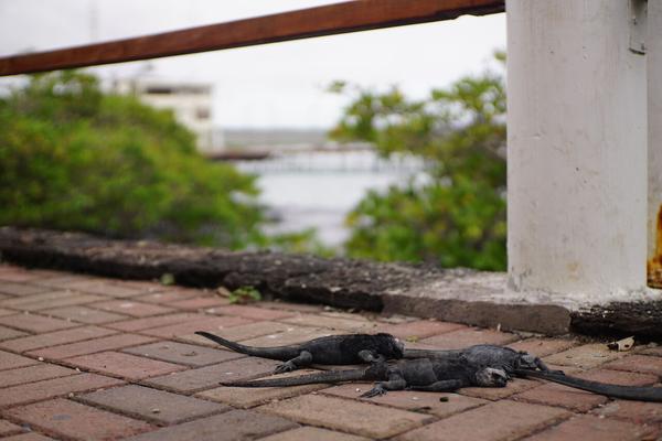 articles/equateur-arrivee-galapagos/DSC06621.JPG