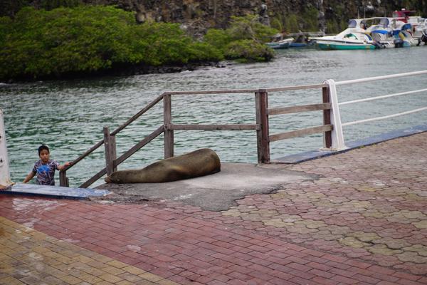 articles/equateur-arrivee-galapagos/DSC06628.JPG