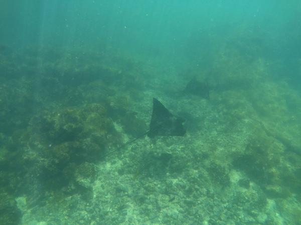 articles/galapagos-isla-isabela/AAYDXJ0014.jpg
