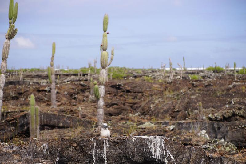 articles/galapagos-isla-isabela/DSC06800.JPG