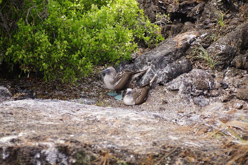 articles/galapagos-isla-isabela/DSC06807.JPG
