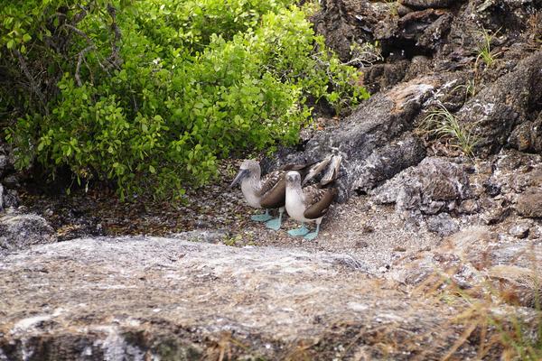 articles/galapagos-isla-isabela/DSC06808.JPG