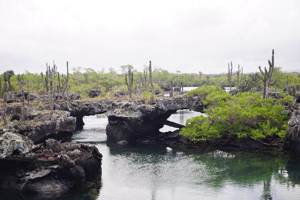 articles/galapagos-isla-isabela/DSC06821.JPG