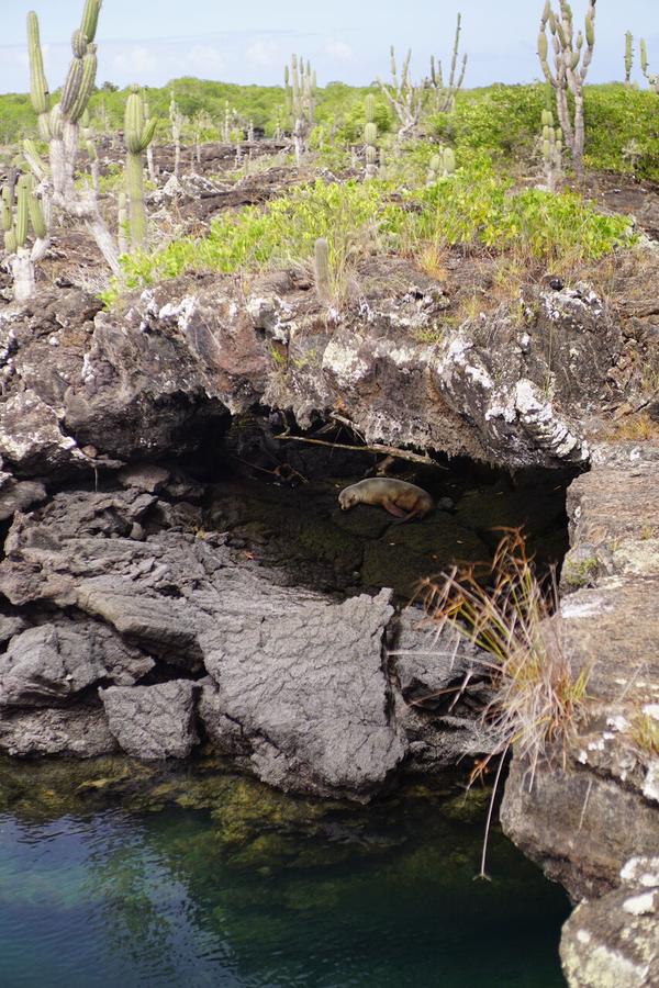 articles/galapagos-isla-isabela/DSC06843.JPG