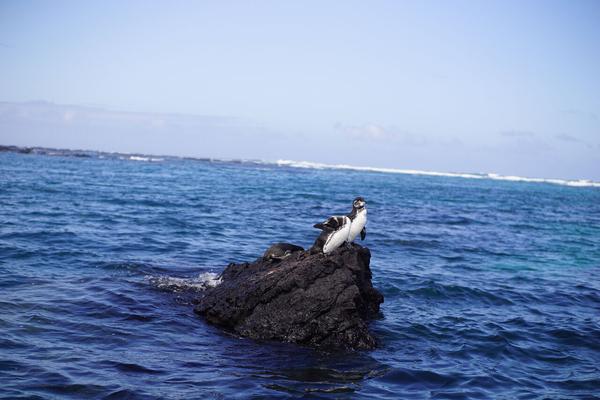 articles/galapagos-isla-isabela/DSC06860.JPG