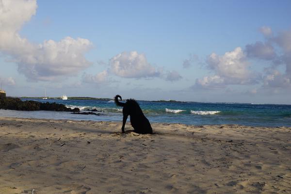 articles/galapagos-isla-isabela/DSC06954.JPG