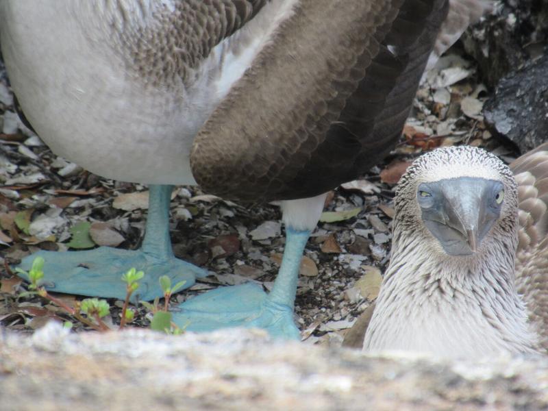 articles/galapagos-isla-isabela/IMG_2198.JPG