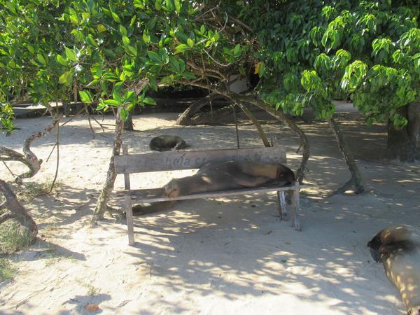 articles/galapagos-isla-isabela/IMG_2238.JPG