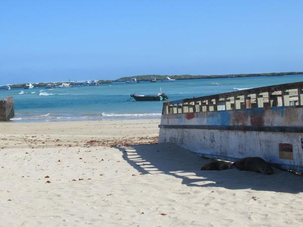 articles/galapagos-isla-isabela/IMG_2240.JPG