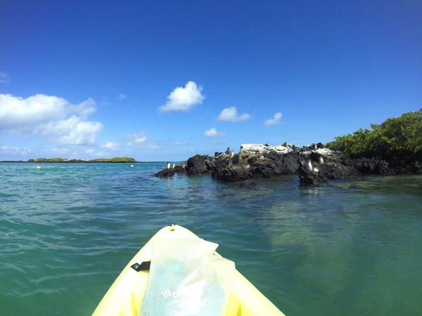 articles/galapagos-isla-isabela/KAYYDXJ0051.jpg