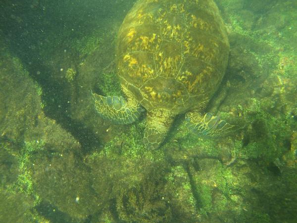 articles/galapagos-isla-isabela/LTYDXJ0032.jpg