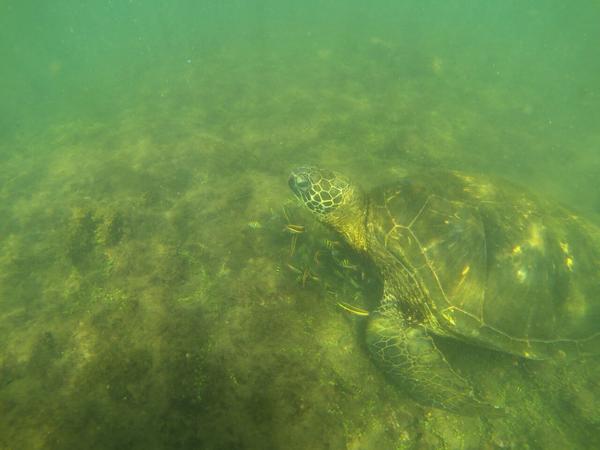 articles/galapagos-isla-isabela/LTYDXJ0067.jpg