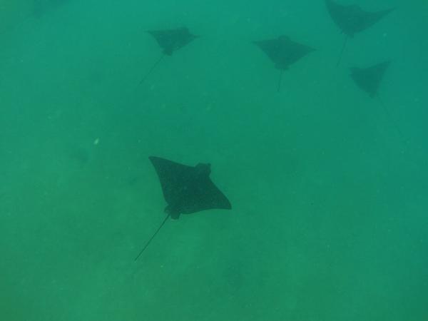articles/galapagos-isla-isabela/YDXJ0100.jpg
