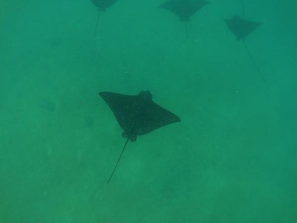 articles/galapagos-isla-isabela/YDXJ0102.jpg
