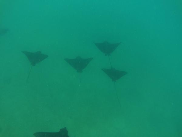articles/galapagos-isla-isabela/YDXJ0103.jpg
