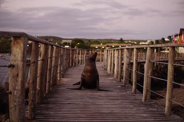 articles/galapagos-isla-san-cristobal/DSC07109.JPG