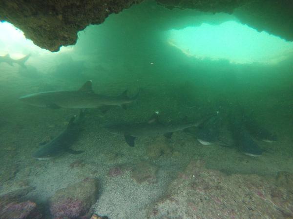 articles/galapagos-isla-san-cristobal/GOPR0169.JPG