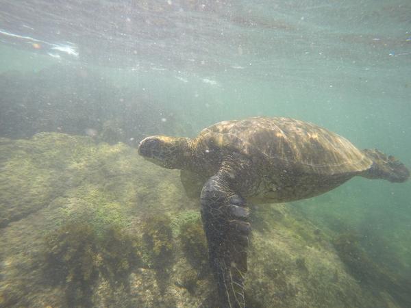 articles/galapagos-isla-san-cristobal/GOPR0222.JPG
