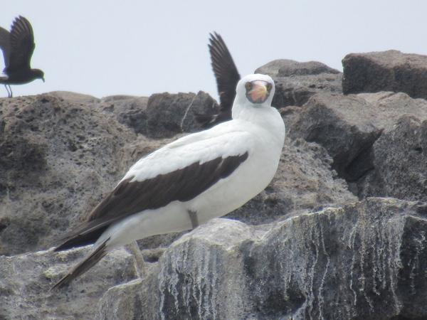 articles/galapagos-isla-san-cristobal/IMG_2268.JPG