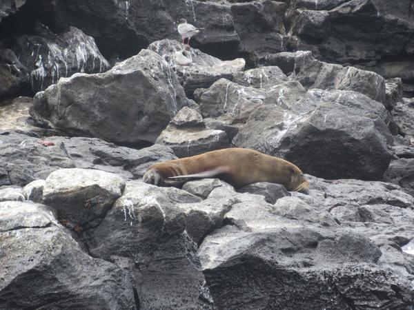 articles/galapagos-isla-san-cristobal/IMG_2271.JPG