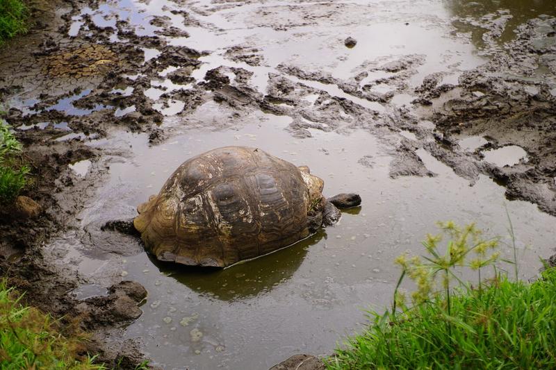 articles/galapagos-isla-santa-cruz/DSC06672.JPG
