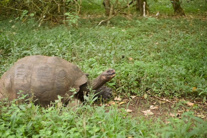 articles/galapagos-isla-santa-cruz/DSC06678.JPG