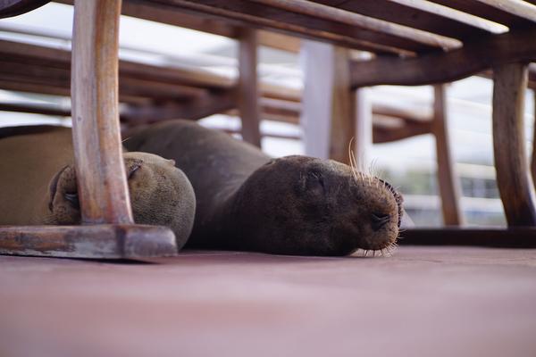 articles/galapagos-isla-santa-cruz/DSC06711.JPG