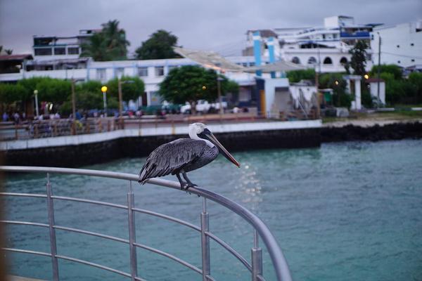 articles/galapagos-isla-santa-cruz/DSC06720.JPG